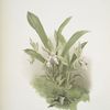 Zygopetalum wendlandi.