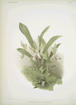 Zygopetalum wendlandi.