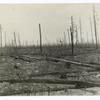 Lydick Lake fire, burned-over area, Minnesota National Forest, Minnesota