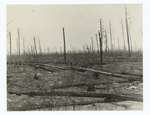 Lydick Lake fire, burned-over area, Minnesota National Forest, Minnesota