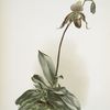 Cypripedium selligerum majus.