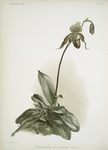 Cypripedium selligerum majus.