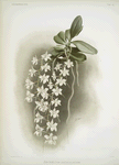Angræcum articulatum.