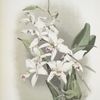 Lælia anceps sanderiana.