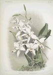 Lælia anceps sanderiana.