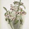 Dendrobium noile sanderianum.
