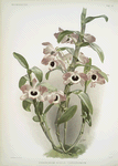 Dendrobium noile sanderianum.