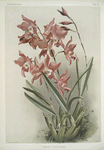 Lælia gouldiana.