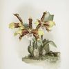 Odontoglossum grande.