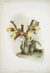 Odontoglossum grande.
