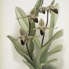 Cypripedium rothschildianum