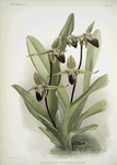 Cypripedium rothschildianum