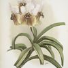 Vanda sanderiana