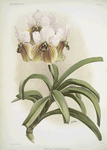 Vanda sanderiana