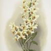 Dendrobium aureum