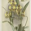 Oncidium macranthum