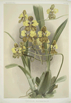 Oncidium macranthum
