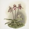 Cypripedium tautzianum