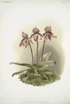Cypripedium tautzianum