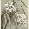 Cymbidium mastersi.