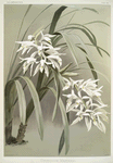 Cymbidium mastersi.