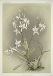 Lælia albida