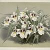 Odontoglossum roezlii.