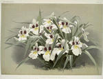 Odontoglossum roezlii.
