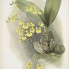 Oncidium ampliatum majus.
