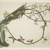 Renanthera lowii.