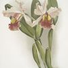 Cattleya warscewiczii.