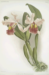 Cattleya warscewiczii.