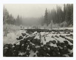Logs in west branch of Priest River, Kaniksu National Forest, Idaho