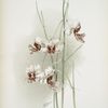 Vanda hookeriana