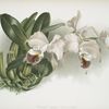 Cattleya labiata gaskelliana.
