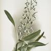 Epidendrum prismatocarpum.