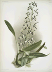 Epidendrum prismatocarpum.