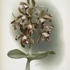 Cattleya guttata leopoldi.