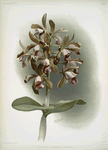 Cattleya guttata leopoldi.