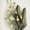 Oncidium splendidum.