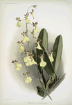 Oncidium splendidum.