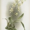 Odontoglossum hebraicum aspersum.