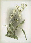 Odontoglossum hebraicum aspersum.