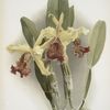 Cattleya dowiana var chrysotoxa.