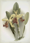 Cattleya dowiana var chrysotoxa.