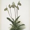 Cypripedium argus.
