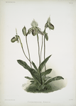 Cypripedium argus.