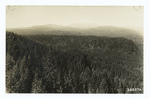 Forests