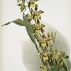 Odontoglossum luteo-purpureum prionopetalum.