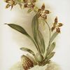 Odontoglossum triumphans.